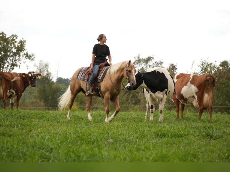 American Quarter Horse Castrone 7 Anni Palomino in Fresno