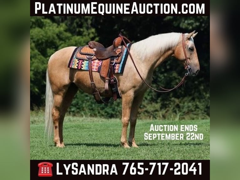 American Quarter Horse Castrone 7 Anni Palomino in Brodhead, KY