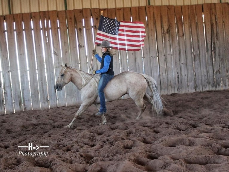 American Quarter Horse Castrone 7 Anni Palomino in Cushing, OK
