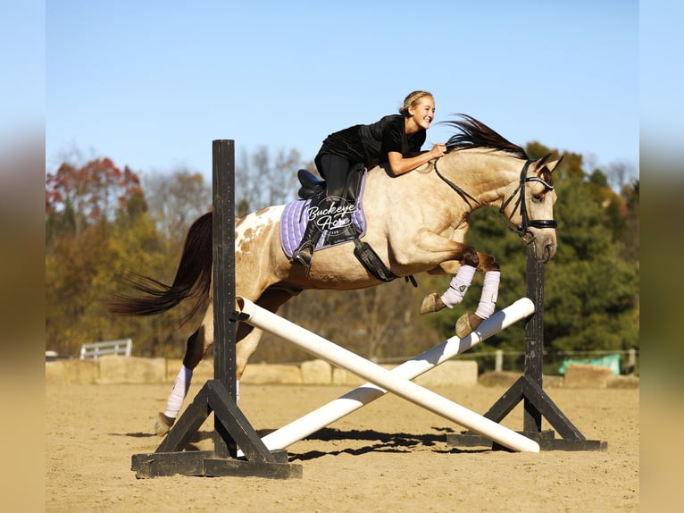 American Quarter Horse Mix Castrone 7 Anni Pelle di daino in Millersburg oh