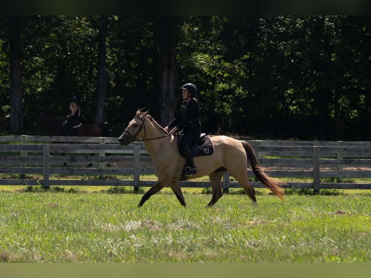American Quarter Horse Mix Castrone 7 Anni Pelle di daino in Clover