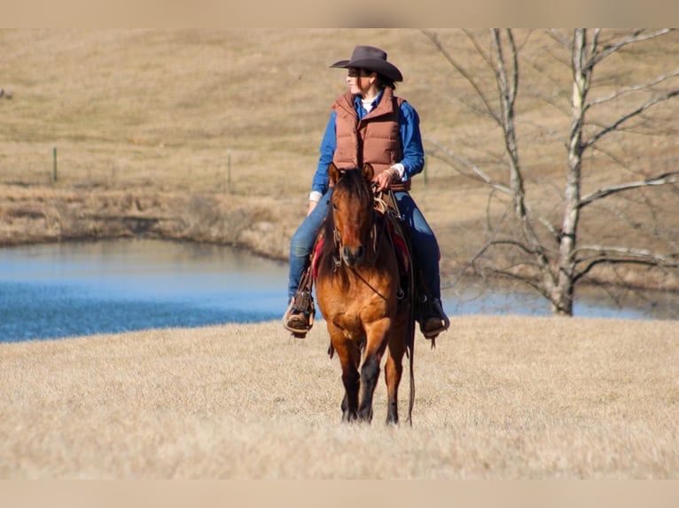 American Quarter Horse Castrone 7 Anni Pelle di daino in Hardinsburg IN