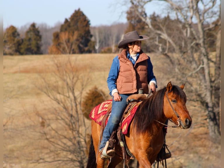 American Quarter Horse Castrone 7 Anni Pelle di daino in Hardinsburg IN