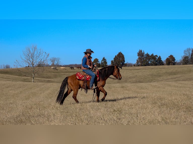 American Quarter Horse Castrone 7 Anni Pelle di daino in Hardinsburg IN