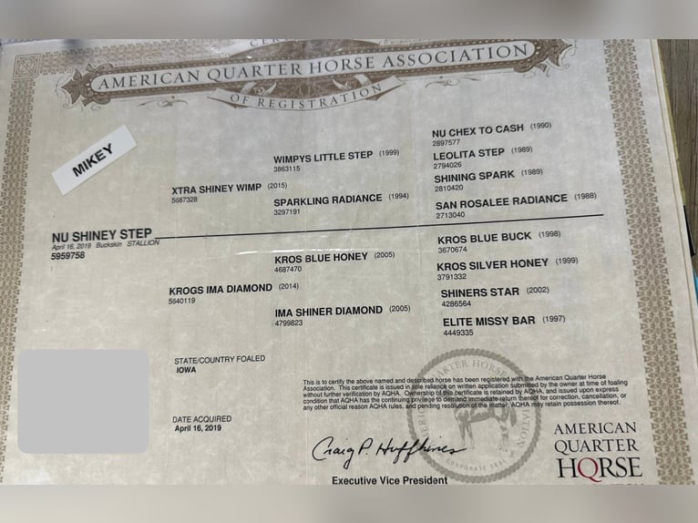 American Quarter Horse Castrone 7 Anni Pelle di daino in River Falls Wi