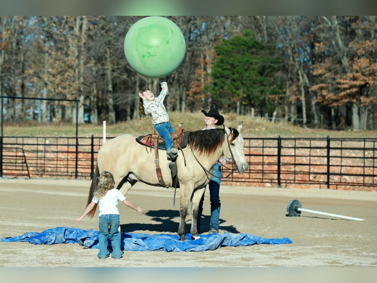American Quarter Horse Castrone 7 Anni Pelle di daino in Purdy