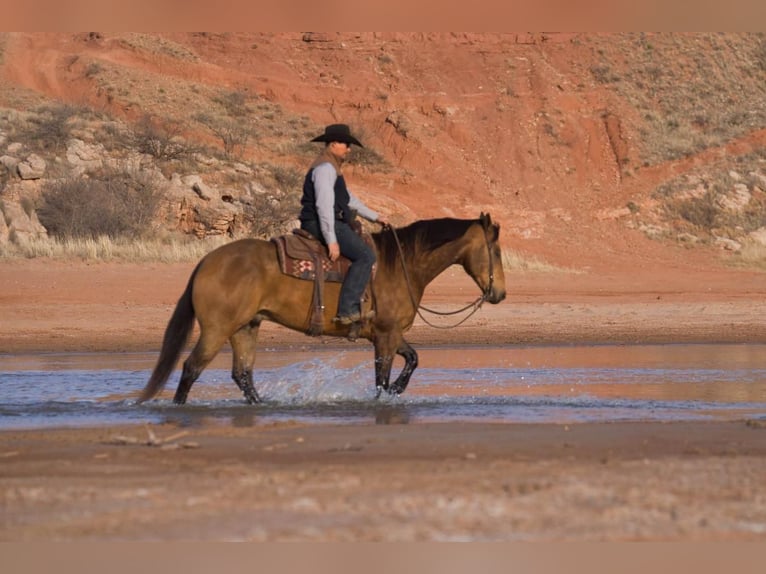American Quarter Horse Castrone 7 Anni Pelle di daino in Canyon, TX
