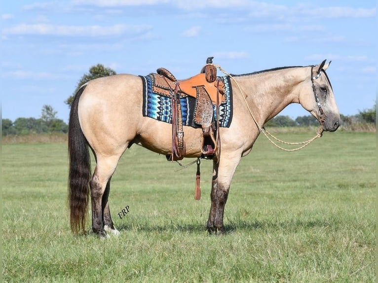 American Quarter Horse Castrone 7 Anni Pelle di daino in Sedalia, MO
