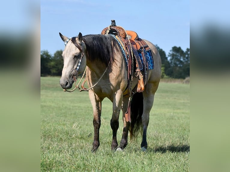 American Quarter Horse Castrone 7 Anni Pelle di daino in Sedalia, MO
