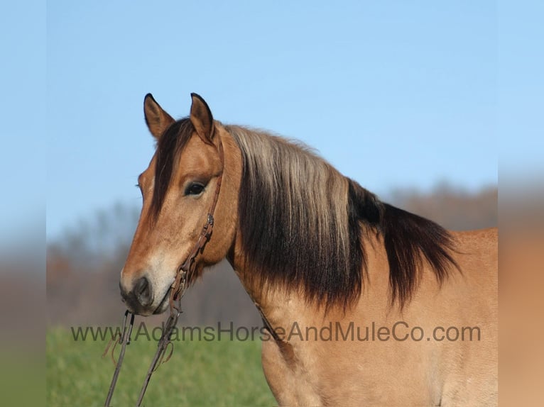 American Quarter Horse Castrone 7 Anni Pelle di daino in Mount Vernon