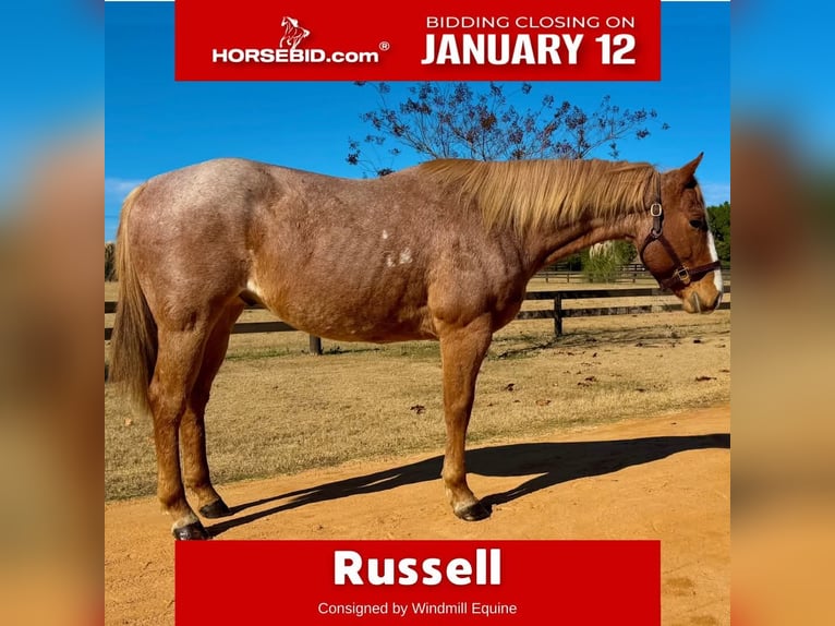 American Quarter Horse Castrone 7 Anni in Johnston