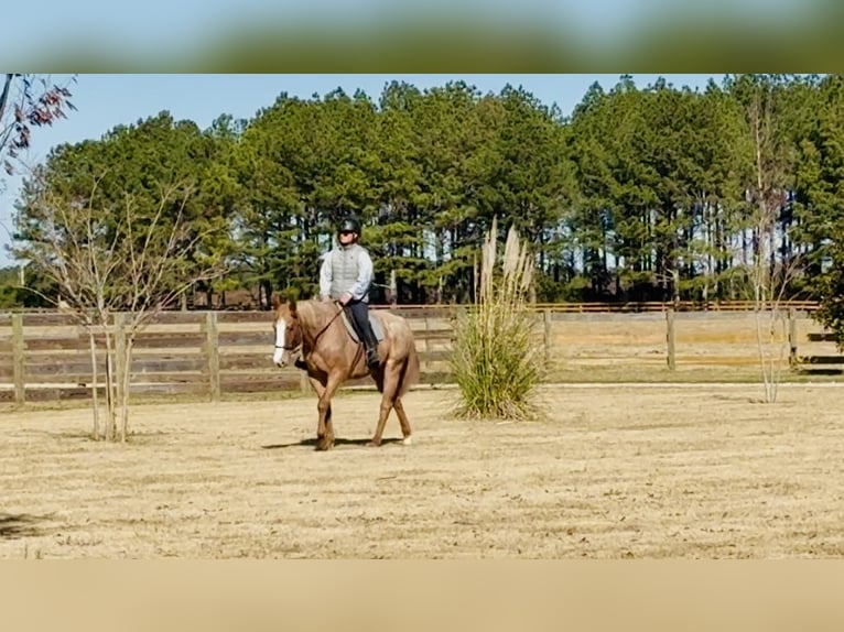 American Quarter Horse Castrone 7 Anni in Johnston