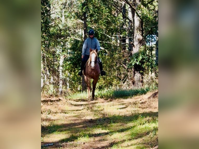 American Quarter Horse Castrone 7 Anni in Johnston