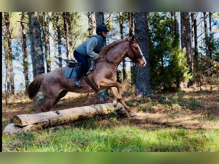 American Quarter Horse Castrone 7 Anni in Johnston