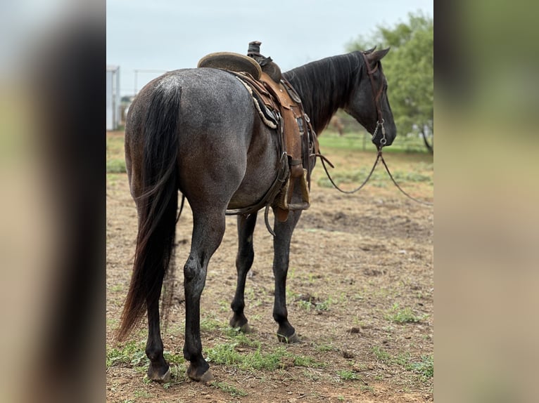 American Quarter Horse Castrone 7 Anni Roano blu in Byers TX