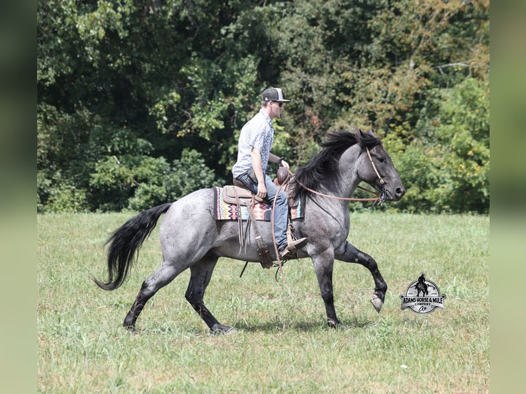 American Quarter Horse Castrone 7 Anni Roano blu in Mount Vernon KY