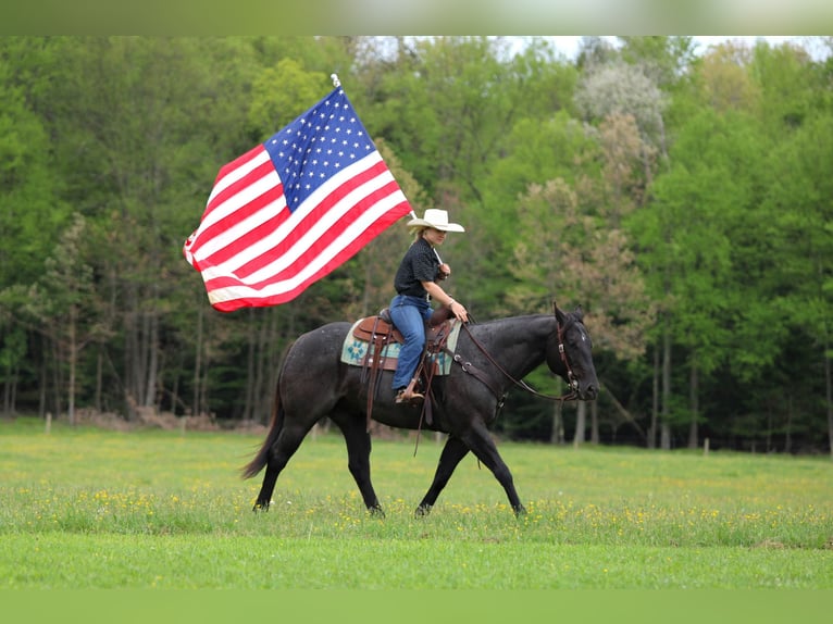 American Quarter Horse Castrone 7 Anni Roano blu in Clarion