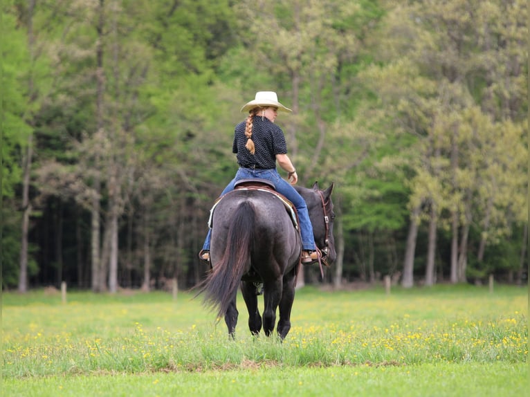 American Quarter Horse Castrone 7 Anni Roano blu in Clarion