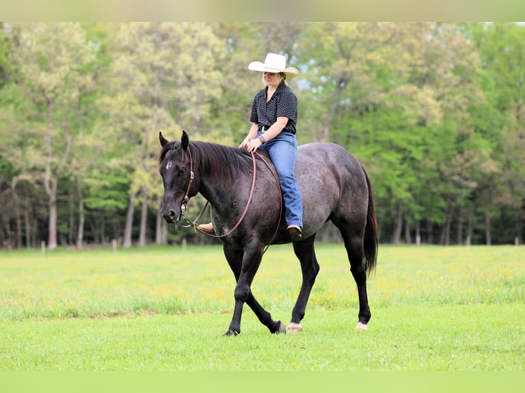 American Quarter Horse Castrone 7 Anni Roano blu in Clarion