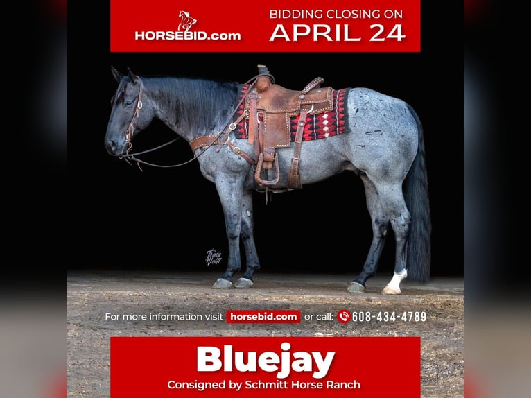 American Quarter Horse Castrone 7 Anni Roano blu in Holland, IA