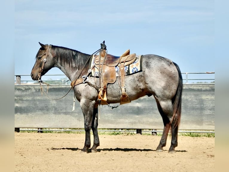 American Quarter Horse Castrone 7 Anni Roano blu in Lamotte, IA