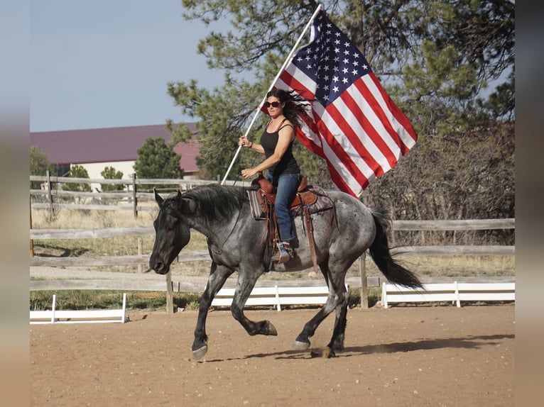 American Quarter Horse Castrone 7 Anni Roano blu in Franktown CO