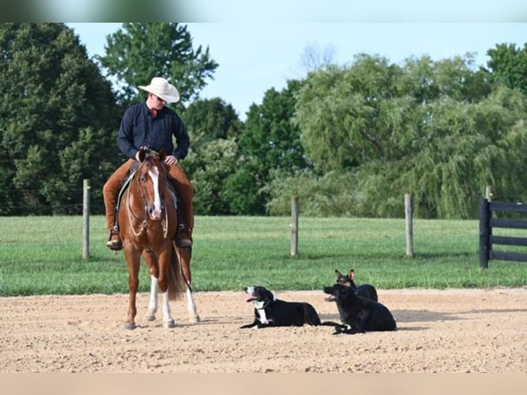 American Quarter Horse Castrone 7 Anni Roano rosso in Jackson, OH