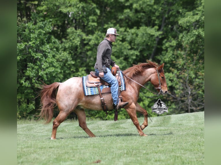 American Quarter Horse Castrone 7 Anni Roano rosso in Mount Vernon, KY