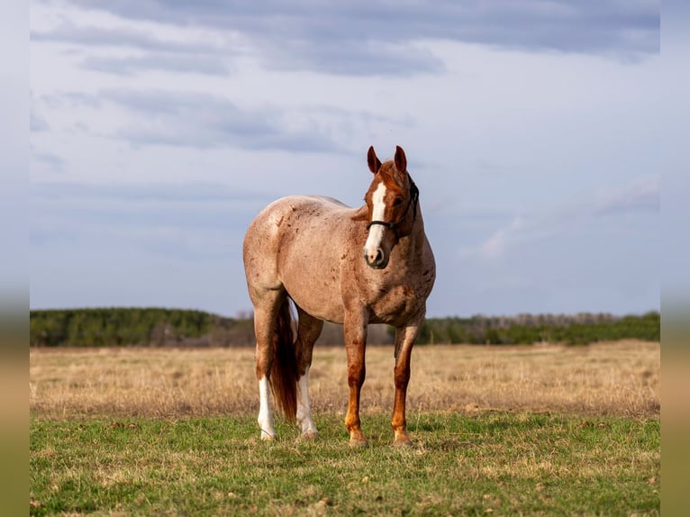 American Quarter Horse Castrone 7 Anni Roano rosso in Nevis