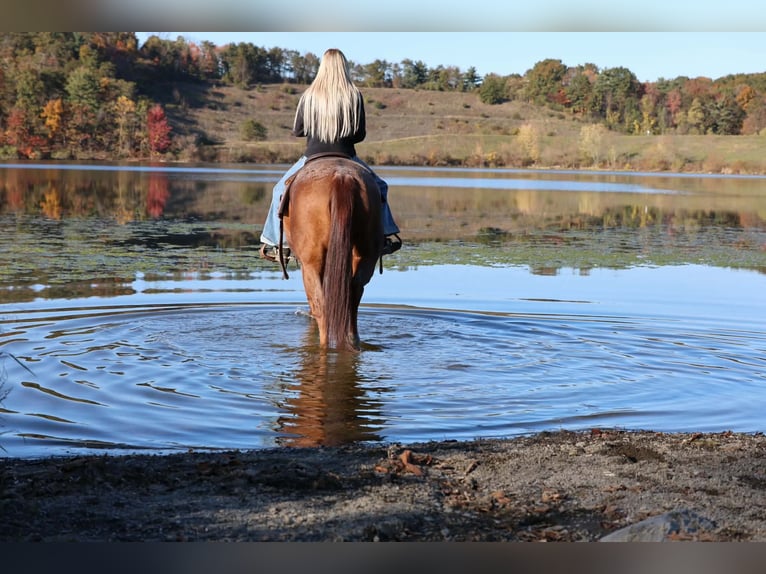 American Quarter Horse Castrone 7 Anni Roano rosso in Beaver Springs
