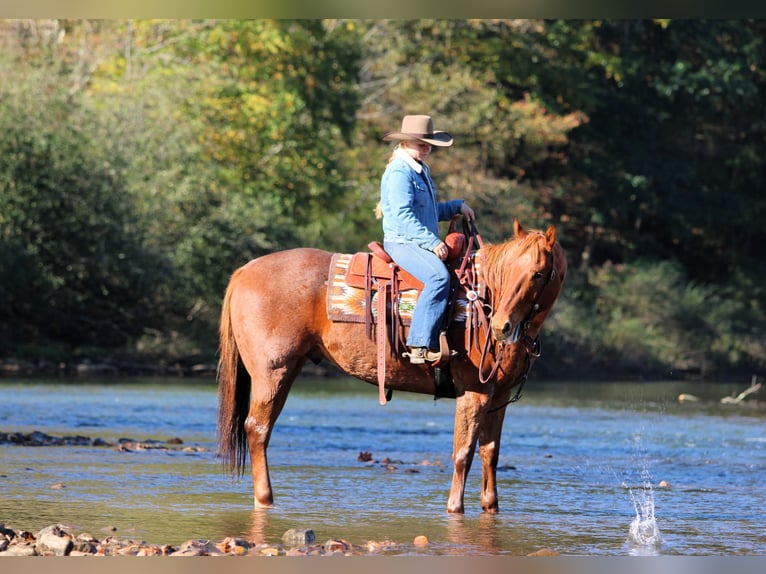 American Quarter Horse Castrone 7 Anni Roano rosso in Clarion