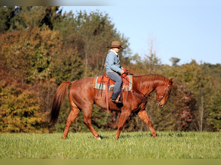 American Quarter Horse Castrone 7 Anni Roano rosso in Clarion