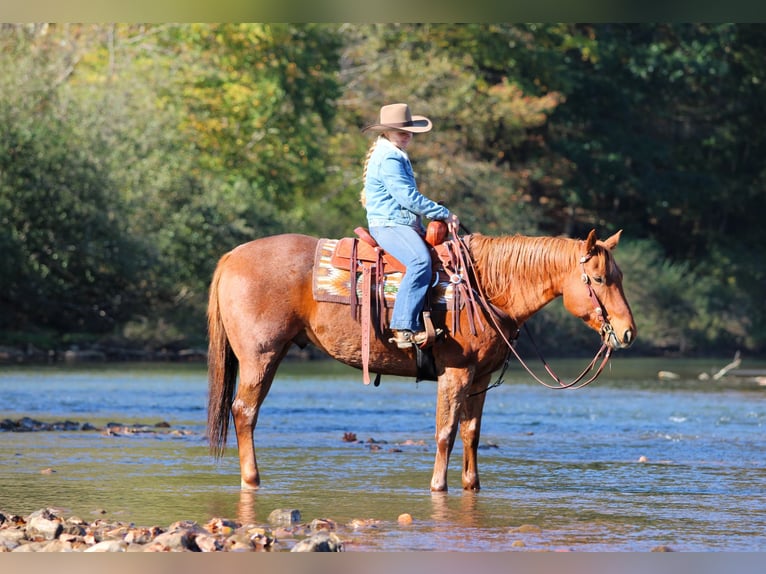 American Quarter Horse Castrone 7 Anni Roano rosso in Clarion