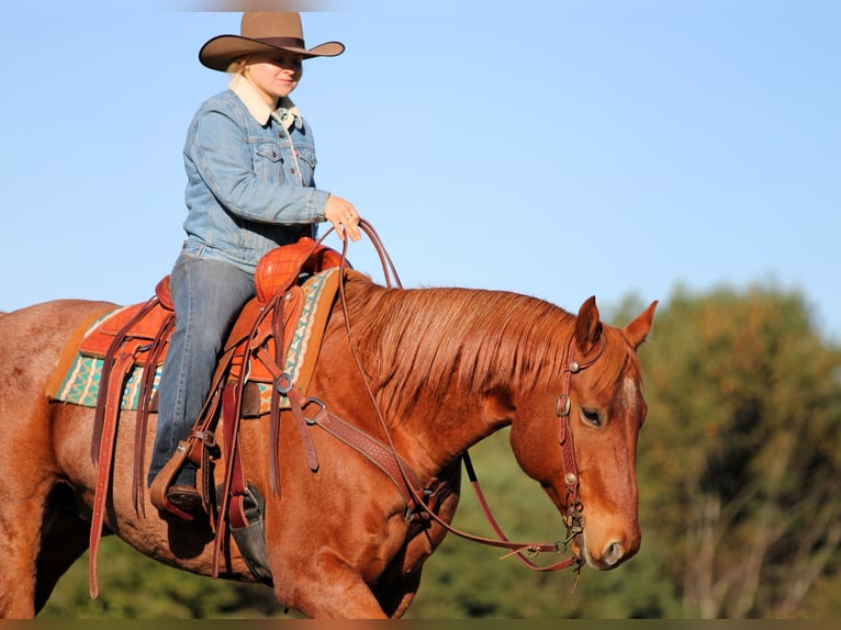 American Quarter Horse Castrone 7 Anni Roano rosso in Clarion