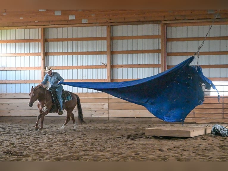 American Quarter Horse Castrone 7 Anni Roano rosso in Harwood