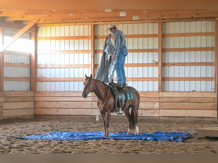 American Quarter Horse Castrone 7 Anni Roano rosso in Harwood