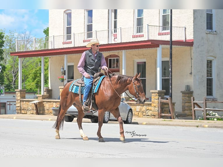 American Quarter Horse Castrone 7 Anni Roano rosso in Harwood
