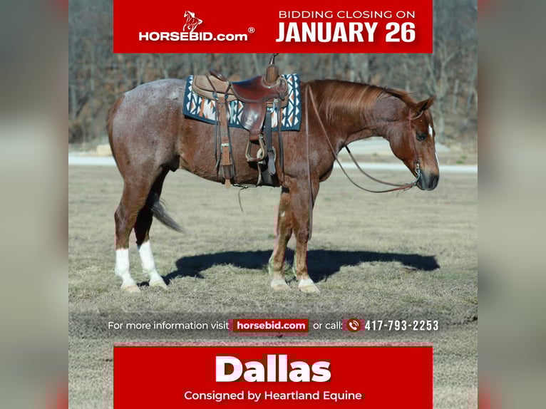 American Quarter Horse Castrone 7 Anni Roano rosso in Mount Vernon