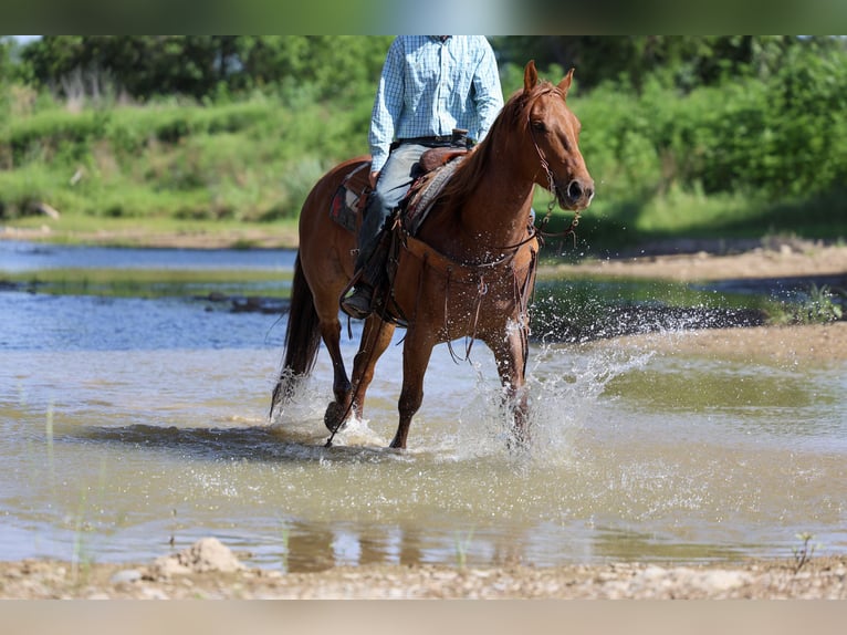 American Quarter Horse Castrone 7 Anni Roano rosso in Stephenville