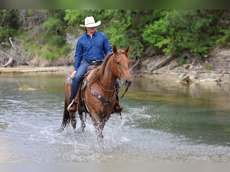 American Quarter Horse Castrone 7 Anni Roano rosso in Stephenville