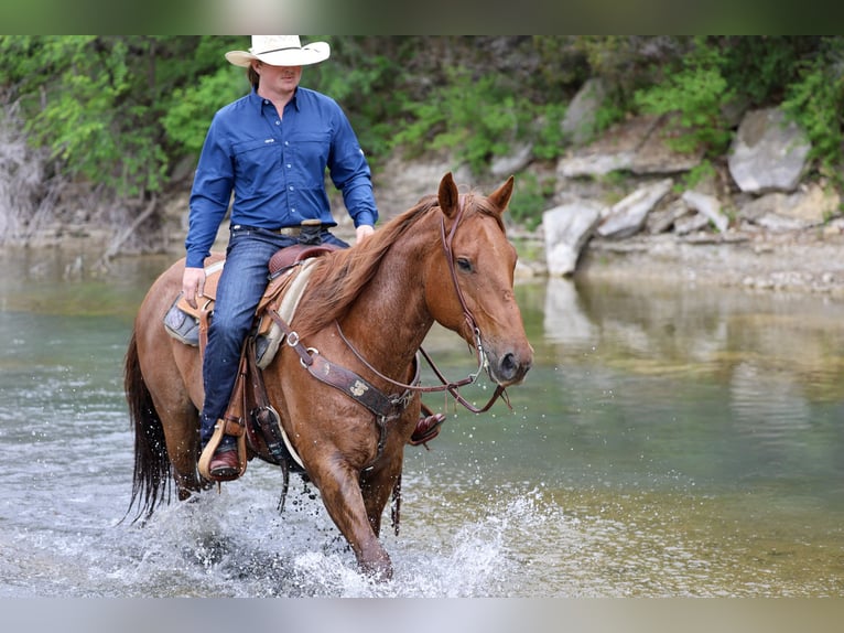 American Quarter Horse Castrone 7 Anni Roano rosso in Stephenville