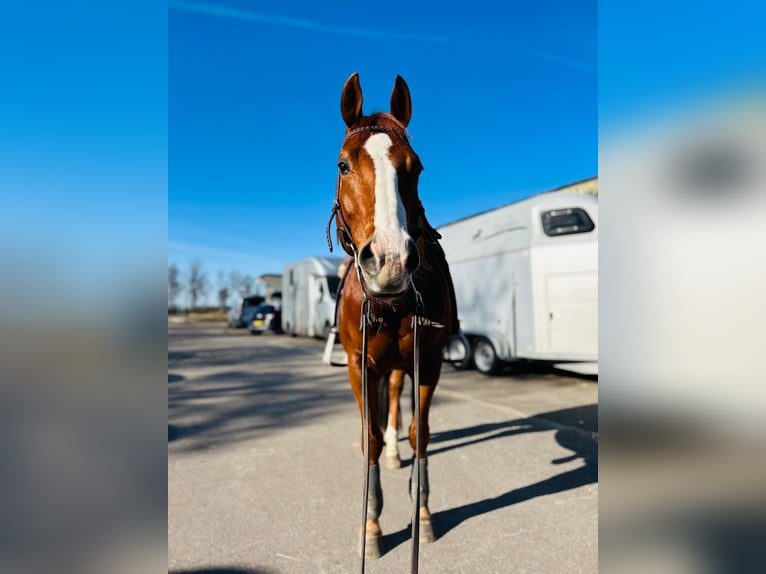 American Quarter Horse Castrone 7 Anni Sauro ciliegia in Edam