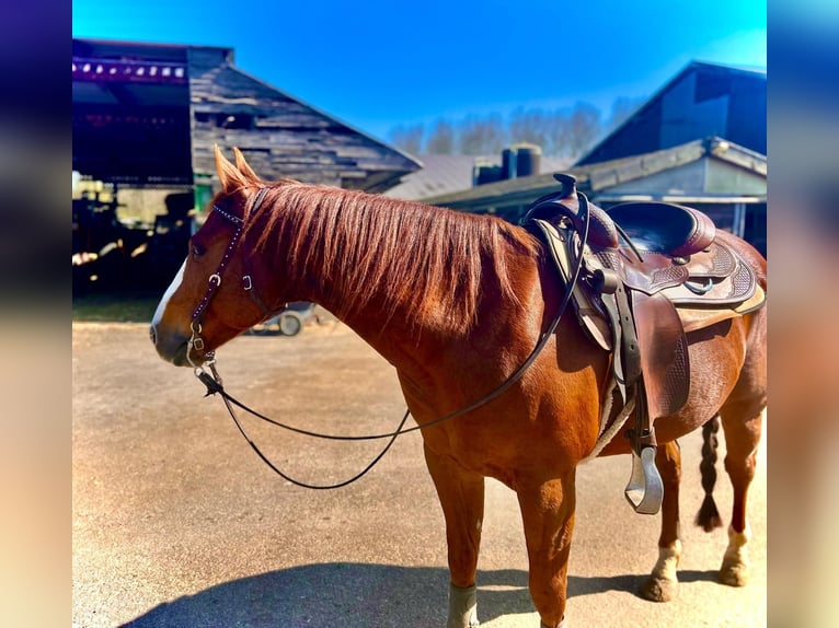 American Quarter Horse Castrone 7 Anni Sauro ciliegia in Edam