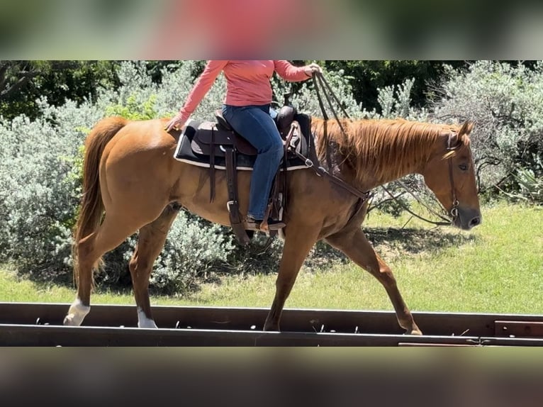 American Quarter Horse Castrone 7 Anni Sauro ciliegia in Weatherford TX