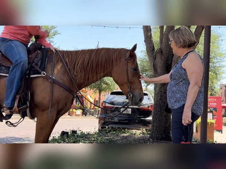 American Quarter Horse Castrone 7 Anni Sauro ciliegia in Weatherford TX