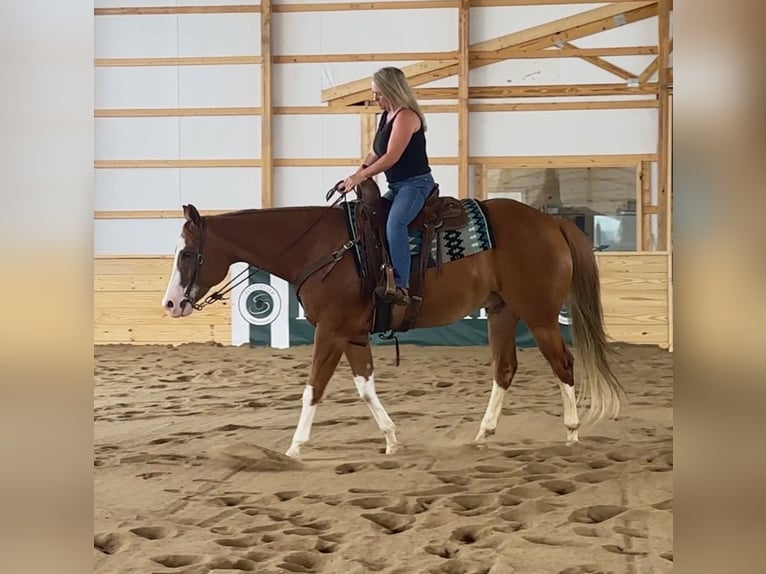 American Quarter Horse Castrone 7 Anni Sauro ciliegia in Henderson