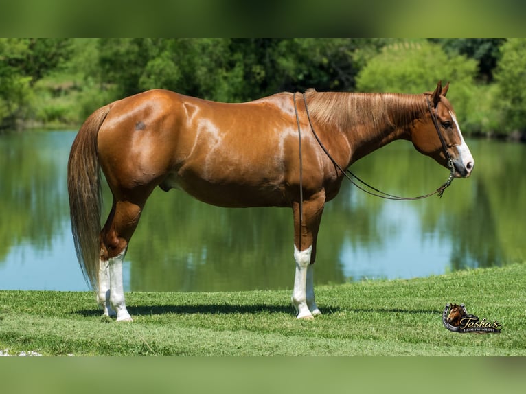 American Quarter Horse Castrone 7 Anni Sauro ciliegia in Henderson