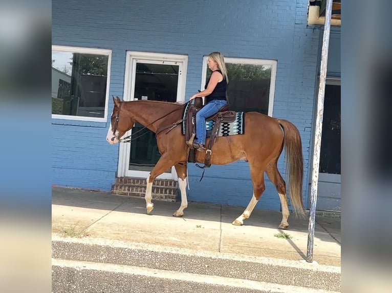 American Quarter Horse Castrone 7 Anni Sauro ciliegia in Henderson