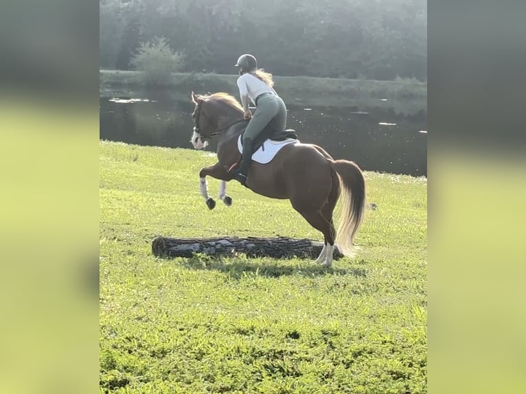 American Quarter Horse Castrone 7 Anni Sauro ciliegia in Henderson