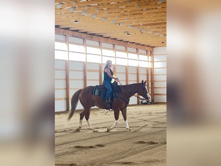 American Quarter Horse Castrone 7 Anni Sauro ciliegia in Henderson